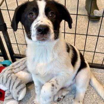 Marcus -  Shepherd and Great Pyrenees Dog for Adoption in Minneapolis, Minnesota - Marcus | PetCurious
