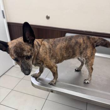 Chihuahua Dogs Available for Adoption in Las Vegas, Nevada - Fergalicious | PetCurious
