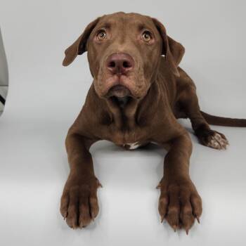 Labrador Retriever Dogs Available for Adoption - Clover | PetCurious