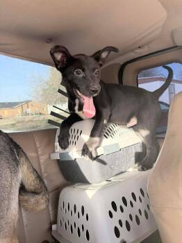 Mixed Breed Dogs Available for Adoption in Billings, Montana - Lol-Nacho | PetCurious