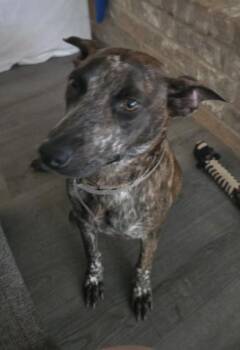 Harper -  Dutch Shepherd and Australian Cattle Dog Blue Heeler Dog for Adoption in Liverpool, Texas - Harper | PetCurious
