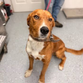 Rescue Australian Shepherd and Mixed Breed Dogs for Adoption in Chariton, Iowa - Shaggy | PetCurious