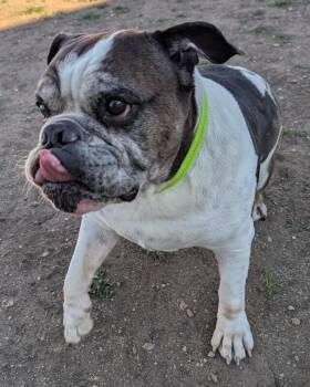 Mel -  American Bulldog Dog for Adoption in Yankton, South Dakota - Mel | PetCurious