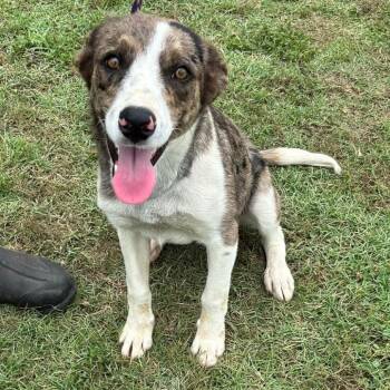 Lexi -  Catahoula Leopard Dog and Mixed Breed Dog for Adoption in Hackett, Arkansas - Lexi | PetCurious
