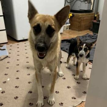 Rescue German Shepherd Dog Dogs for Adoption in Blacksburg, Virginia - Honey | PetCurious