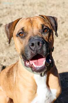 Chance -  Boxer and Labrador Retriever Dog for Adoption in Corsicana, Texas - Chance | PetCurious