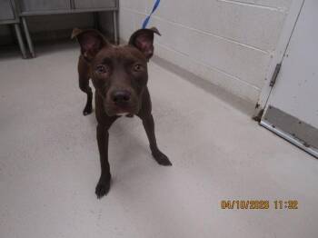 Doberman Pinscher Dogs Available for Adoption in Marietta, Georgia - (300) | PetCurious