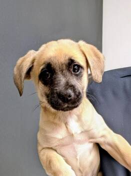 Labrador Retriever and Hound Dogs Available for Adoption - Sugar | PetCurious