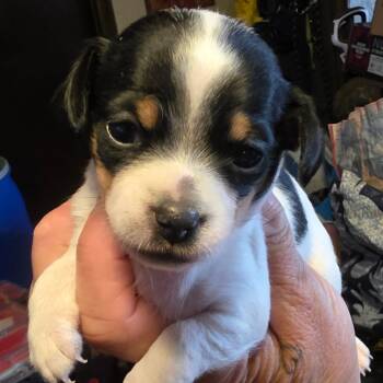 #2 -  Chihuahua Dog Available for Adoption in Goltry, Oklahoma - #2 | PetCurious