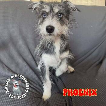 Terrier Dogs Available for Adoption in Omaha, Nebraska - Phoenix | PetCurious