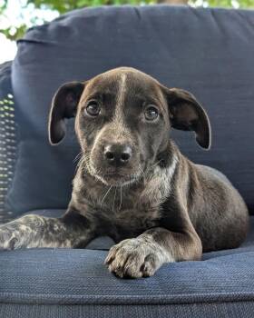 Australian Cattle Dog Blue Heeler and Pit Bull Terrier Dogs Available for Adoption in Shawnee, Oklahoma - Brooklyn Blue | PetCurious
