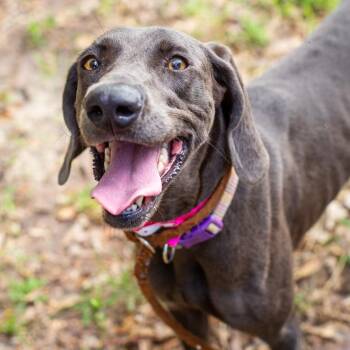 Creampuff -  Weimaraner and Hound Dog for Adoption in Hattiesburg, Mississippi - Creampuff | PetCurious