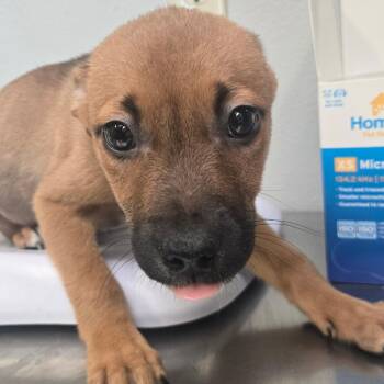 Terrier Dogs Available for Adoption in San Jacinto, California - Star Lord | PetCurious