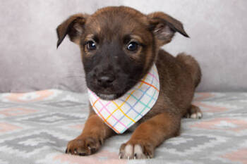 Rescue Shepherd and Mixed Breed Dogs for Adoption in Greenville, South Carolina - Panini | PetCurious