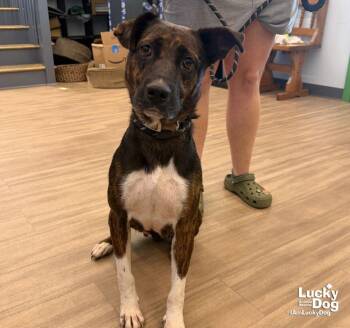 Ms. Anita -  Labrador Retriever and Shepherd Dog for Adoption in Washington, District Of Columbia - Ms. Anita | PetCurious