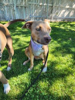 Rescue Mixed Breed Dogs for Adoption in Palm Desert, California - Foxy | PetCurious