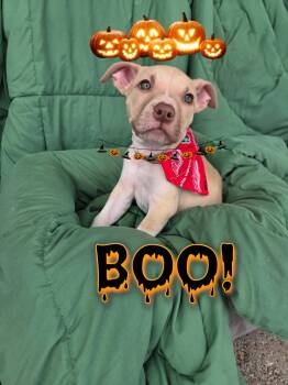 Max -  Labrador Retriever and Boxer Dog for Adoption - Max | PetCurious