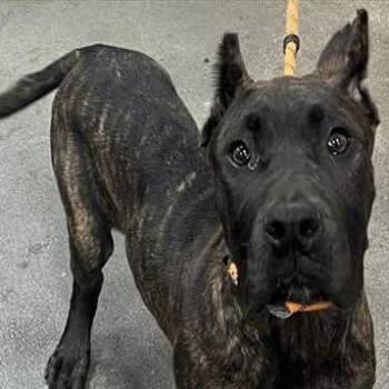Stormi (fka Caramel) -  Presa Canario Dog for Adoption in Manchester, Pennsylvania - Stormi (fka Caramel) | PetCurious