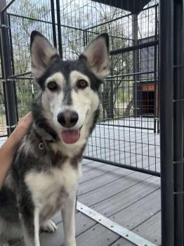 Rescue Husky Dogs for Adoption in Lockhart, Texas - Lilo | PetCurious