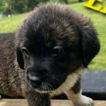 German Shepherd Dog and Great Pyrenees Dogs Available for Adoption in Andover, Massachusetts - Ella Enchanted | PetCurious