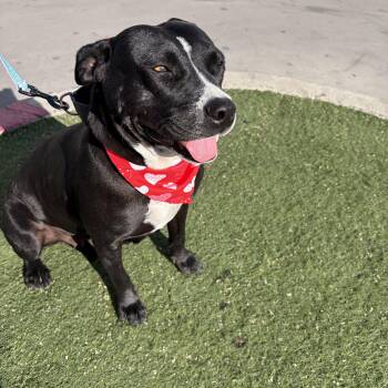 Nova -  Pit Bull Terrier Dog for Adoption in Poway, California - Nova | PetCurious