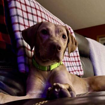 Mixed Breed Dogs Available for Adoption - Goldie | PetCurious