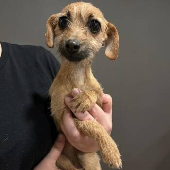 Chihuahua and Mixed Breed Dogs Available for Adoption - Bree | PetCurious