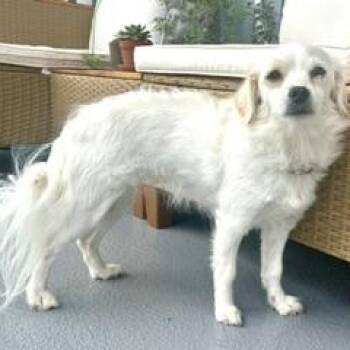 Bianca -  Mixed Breed Dog for Adoption in Toronto, Ontario - Bianca | PetCurious