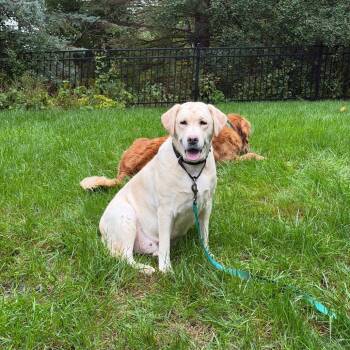 DaffODilly -  Yellow Labrador Retriever Dog for Adoption in Rochester, Minnesota - DaffODilly | PetCurious
