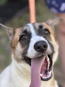 Wade -  Cattle Dog Dog for Adoption in Houston, Texas - Wade | PetCurious
