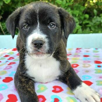 Mixed Breed Dogs Available for Adoption in Pelham, New Hampshire - Ford  | PetCurious