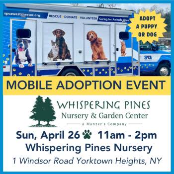 Pointer Dogs Available for Adoption in Briarcliff Manor, New York - Tanner **available At Offsite Adoption Event On Sunday, 4/26* Pl | PetCurious