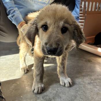 Rogue -  Anatolian Shepherd and Mixed Breed Dog for Adoption in Columbus, North Carolina - Rogue | PetCurious