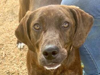 Mixed Breed Dogs Available for Adoption in Georgetown, Texas - Benson | PetCurious