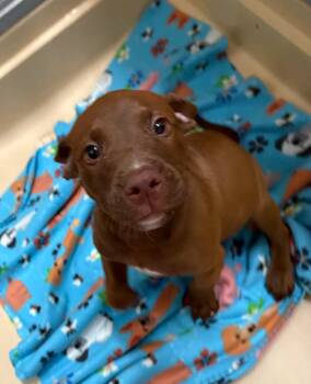 meatball -  Pit Bull Terrier and Mixed Breed Dog for Adoption in Burgaw, North Carolina - Meatball | PetCurious