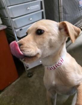 Yellow Labrador Retriever Dogs Available for Adoption - Squash | PetCurious