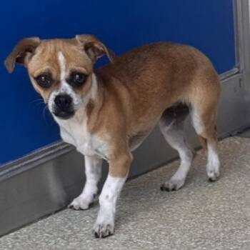 Chihuahua and Pug Dogs Available for Adoption in Reno, Nevada - Filly | PetCurious