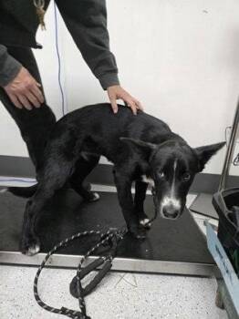 Cleo -  German Shepherd Dog Dog for Adoption in Oakland, California - Cleo | PetCurious