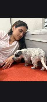 Pebbles -  Cattle Dog Dog for Adoption in Plano, Texas - Pebbles | PetCurious