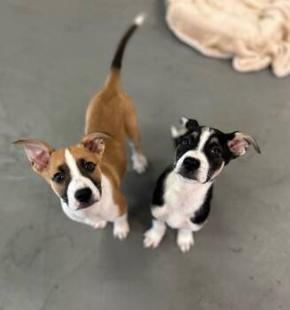 Lightning McQueen -  Pit Bull Terrier and German Shepherd Dog Dog for Adoption in Los Angeles, California - Lightning McQueen | PetCurious