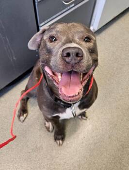Buddy -  Pit Bull Terrier Dog for Adoption in Bloomington, Indiana - Buddy | PetCurious