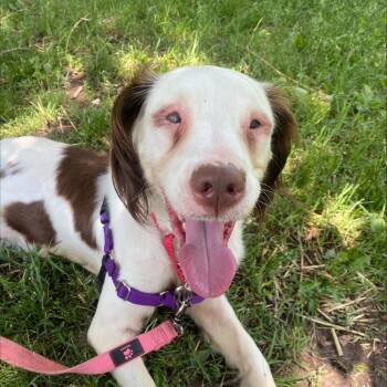 Petunia -  Mixed Breed Dog for Adoption in Oshkosh, Wisconsin - Petunia | PetCurious