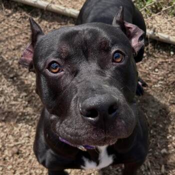 Mixed Breed Dogs Available for Adoption in Warren, Ohio - Kaido | PetCurious