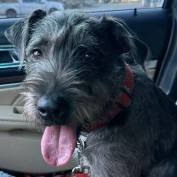 Schnauzer and Mixed Breed Dogs Available for Adoption - Ms Bee | PetCurious