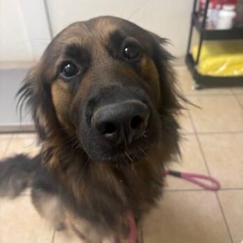 Abu -  German Shepherd Dog and Mixed Breed Dog for Adoption in Pekin, Illinois - Abu | PetCurious