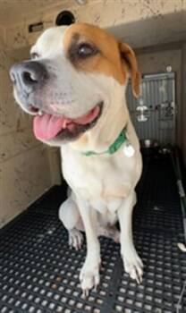BROLY -  American Bulldog Dog for Adoption in Killeen, Texas - BROLY | PetCurious