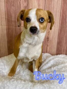 Chihuahua Dogs Available for Adoption - Bucky | PetCurious
