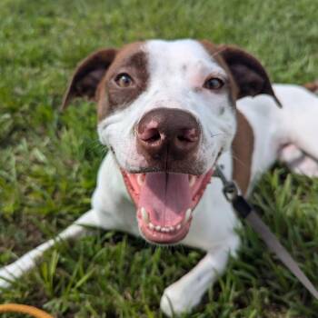 Hound and American Bulldog Dogs Available for Adoption in Rochester, New York - Leo: Adopt Or Forever Foster | PetCurious