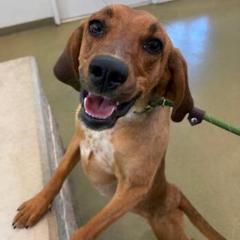 71201 -  Hound Dog for Adoption in Harrisonburg, Virginia - 71201 | PetCurious