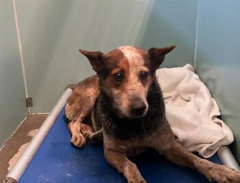 Australian Cattle Dog Blue Heeler Dogs Available for Adoption in Camarillo, California - RANGER | PetCurious